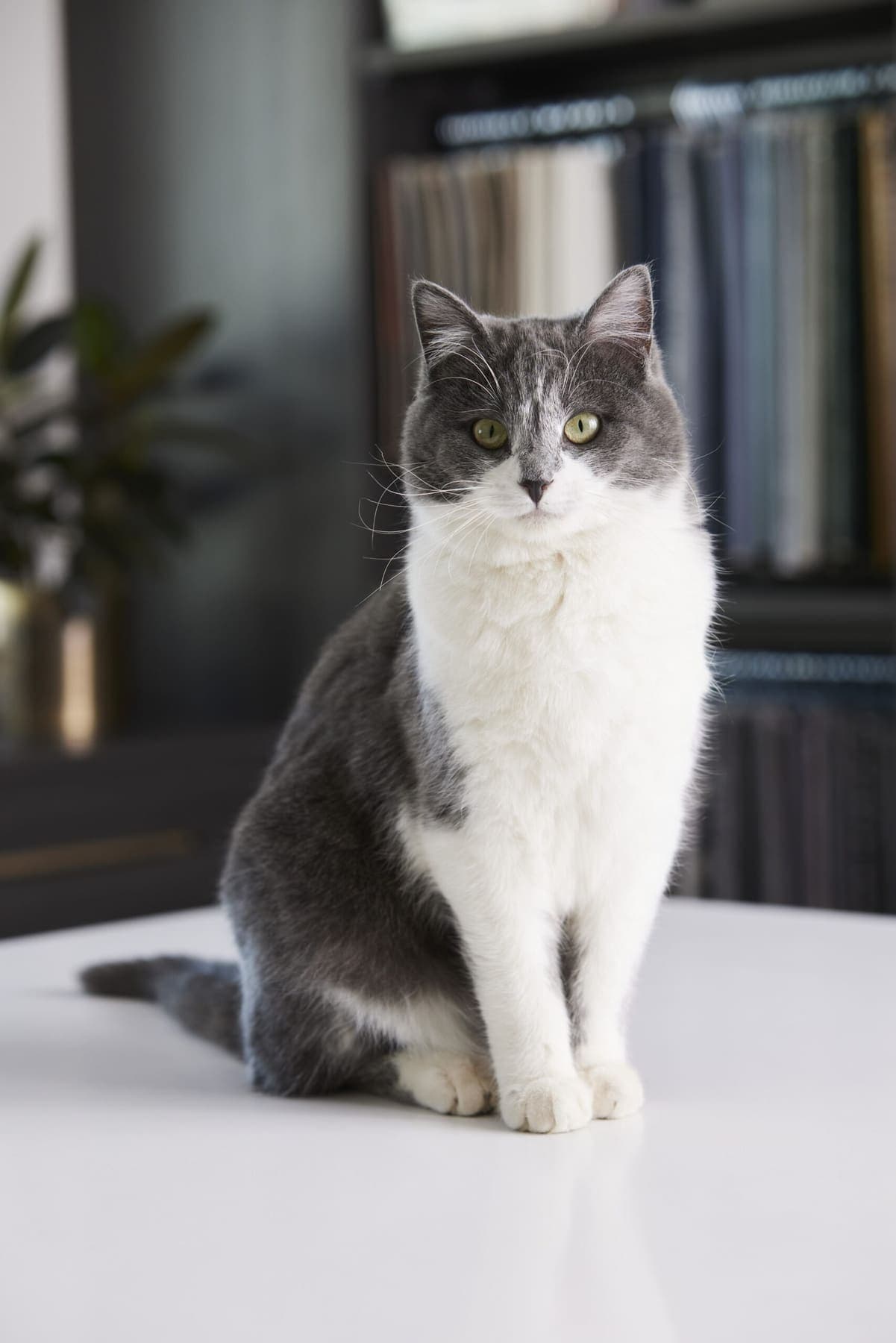 Perla